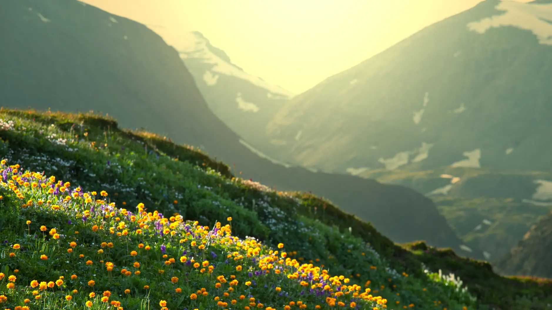 Sunlit mountain meadow with wildflowers in the foreground and layered peaks behind
